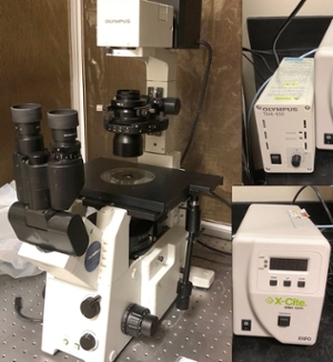 Olympus IX71 Microscope with fluorescent source and digital imaging system